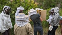 Felix zeigt den Bienenschaukasten