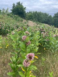 Seidenpflanze_Blüte