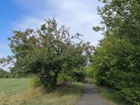 Streuobstwiese_2022_4